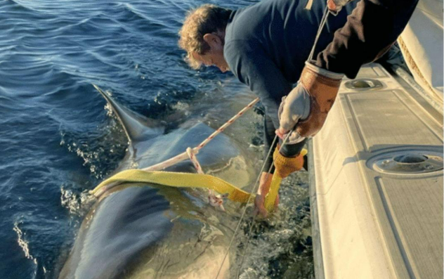 „Contender“ im OCEARCH-Tracker: Warum ist der Weiße Hai plötzlich wieder auf der Karte? „Contender“ im OCEARCH-Tracker: Warum ist der Weiße Hai plötzlich wieder auf der Karte?