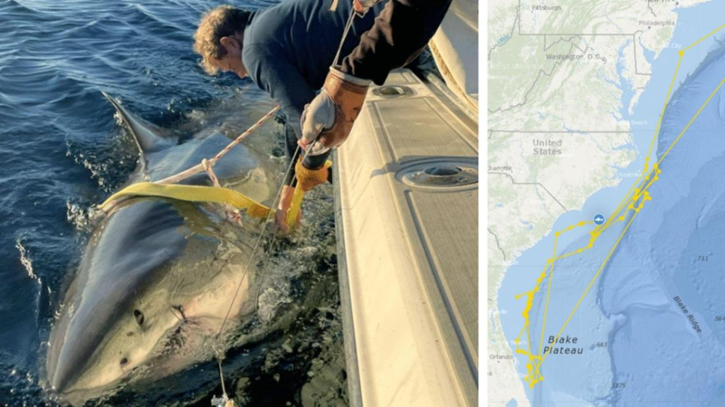 „Contender“ im OCEARCH-Tracker: Warum ist der Weiße Hai plötzlich wieder auf der Karte?