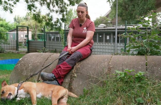 Warum sitzt Listenhund Geronimo im Tierheim Mainz? Martin Rütter platzt der Kragen Warum sitzt Listenhund Geronimo im Tierheim Mainz? Martin Rütter platzt der Kragen