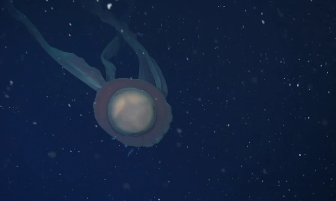 Phantomqualle Stygiomedusa gigantea: Video aus 250 Metern Tiefe vor der Küste Argentiniens Phantomqualle Stygiomedusa gigantea: Video aus 250 Metern Tiefe vor der Küste Argentiniens