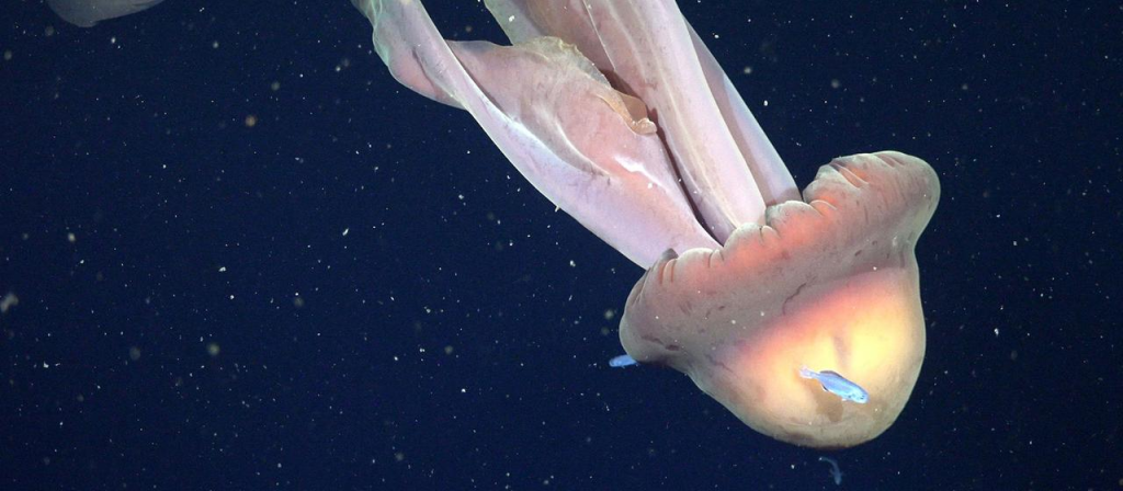 Phantomqualle Stygiomedusa gigantea: Video aus 250 Metern Tiefe vor der Küste Argentiniens