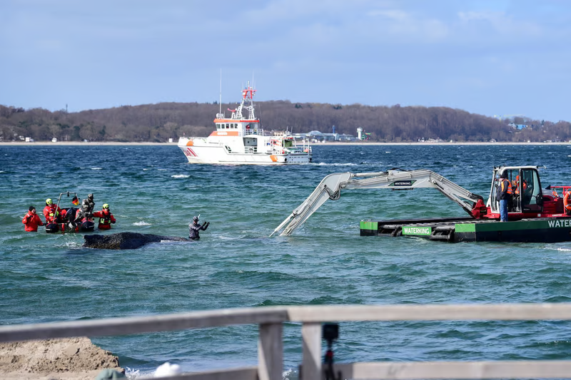 Warum ist der Buckelwal in der Ostsee? Was über das Tier vor Niendorf bisher bekannt ist