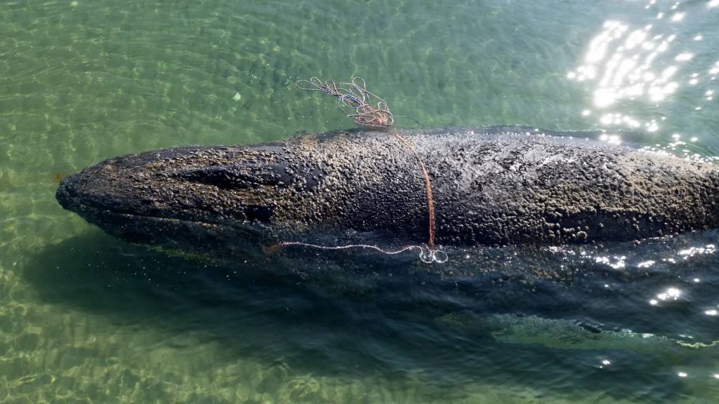 Warum ist der Buckelwal in der Ostsee? Was über das Tier vor Niendorf bisher bekannt ist