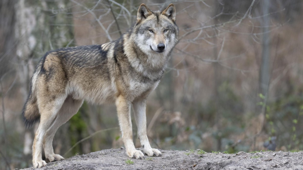 Wolf beißt Frau in Hamburg: Wie es zu dem Angriff in Altona kommen konnte