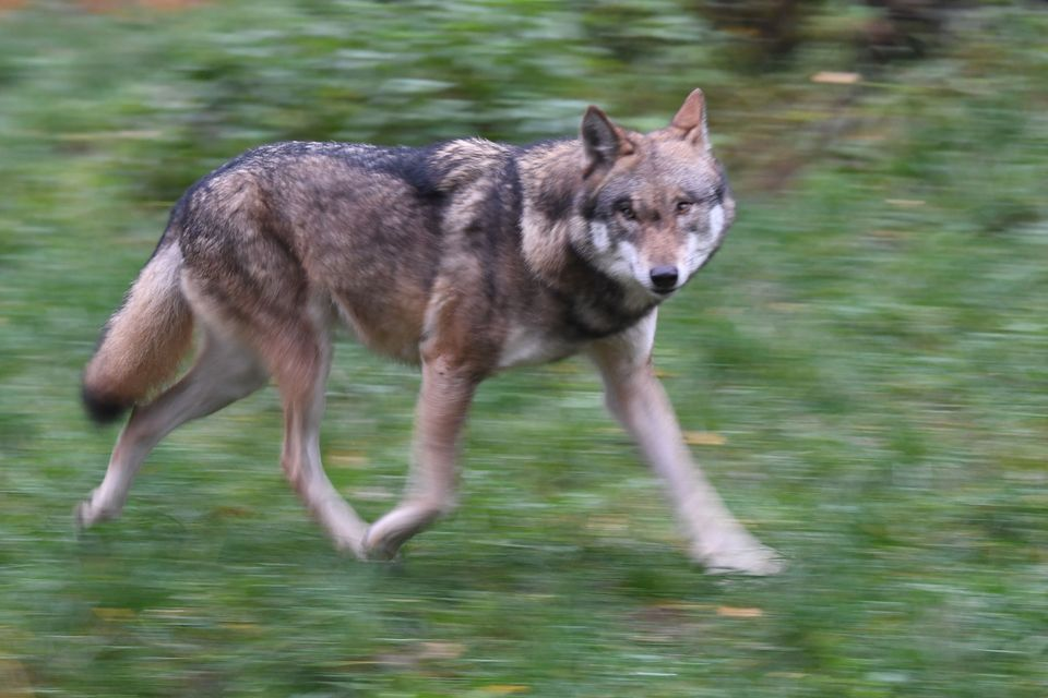 Wolf beißt Frau in Hamburg: Wie es zu dem Angriff in Altona kommen konnte
