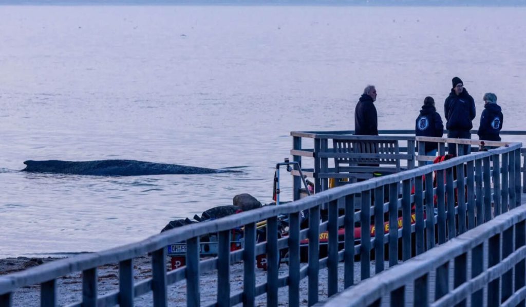 Warum ist der Buckelwal in der Ostsee? Was über das Tier vor Niendorf bisher bekannt ist Warum ist der Buckelwal in der Ostsee? Was über das Tier vor Niendorf bisher bekannt ist