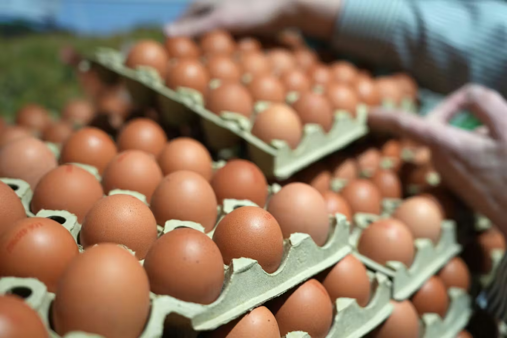 Eierknappheit zu Ostern 2026 in Deutschland? Was Verbraucher jetzt über Angebot, Preise und leere Regale wissen müssen